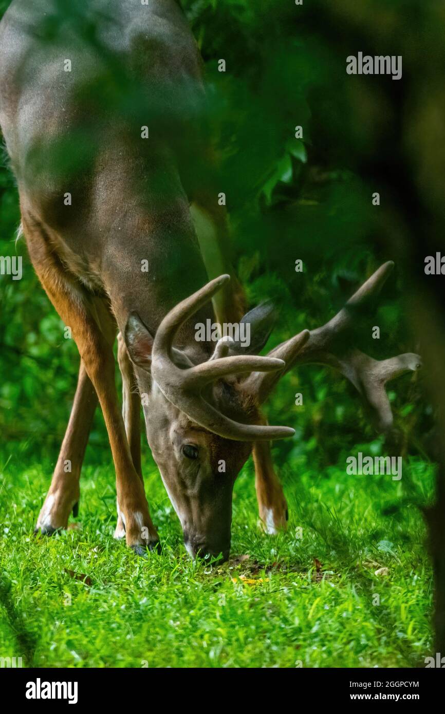 Un mâle de cerf de Virginie (Odocoileus virginianus) Buck avec de grands bois paître sur l'herbe au Michigan, États-Unis. Banque D'Images