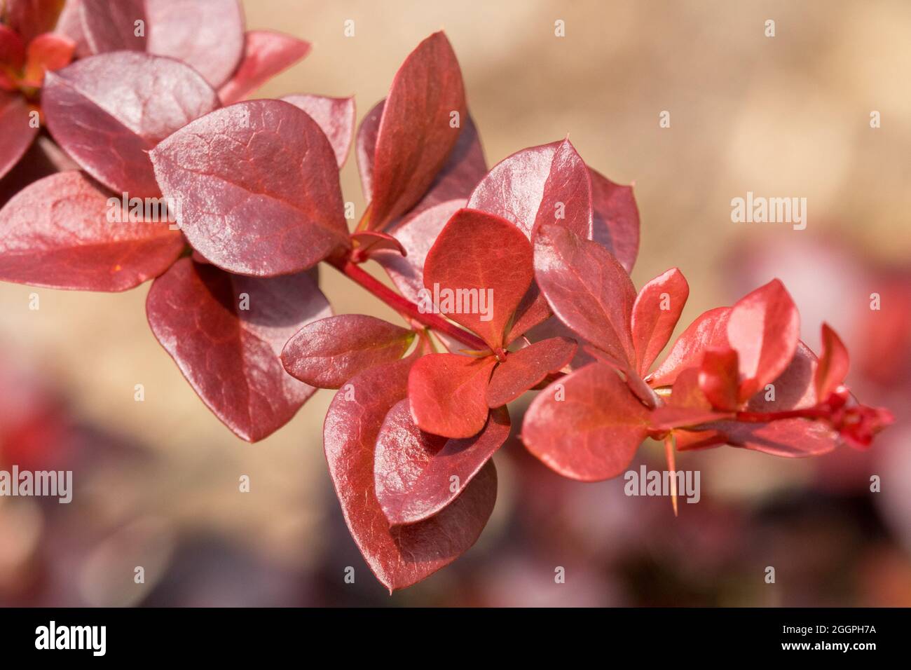 Barberry japonaise Berberis thunbergii 'la Dame rouge de la Belle' Banque D'Images