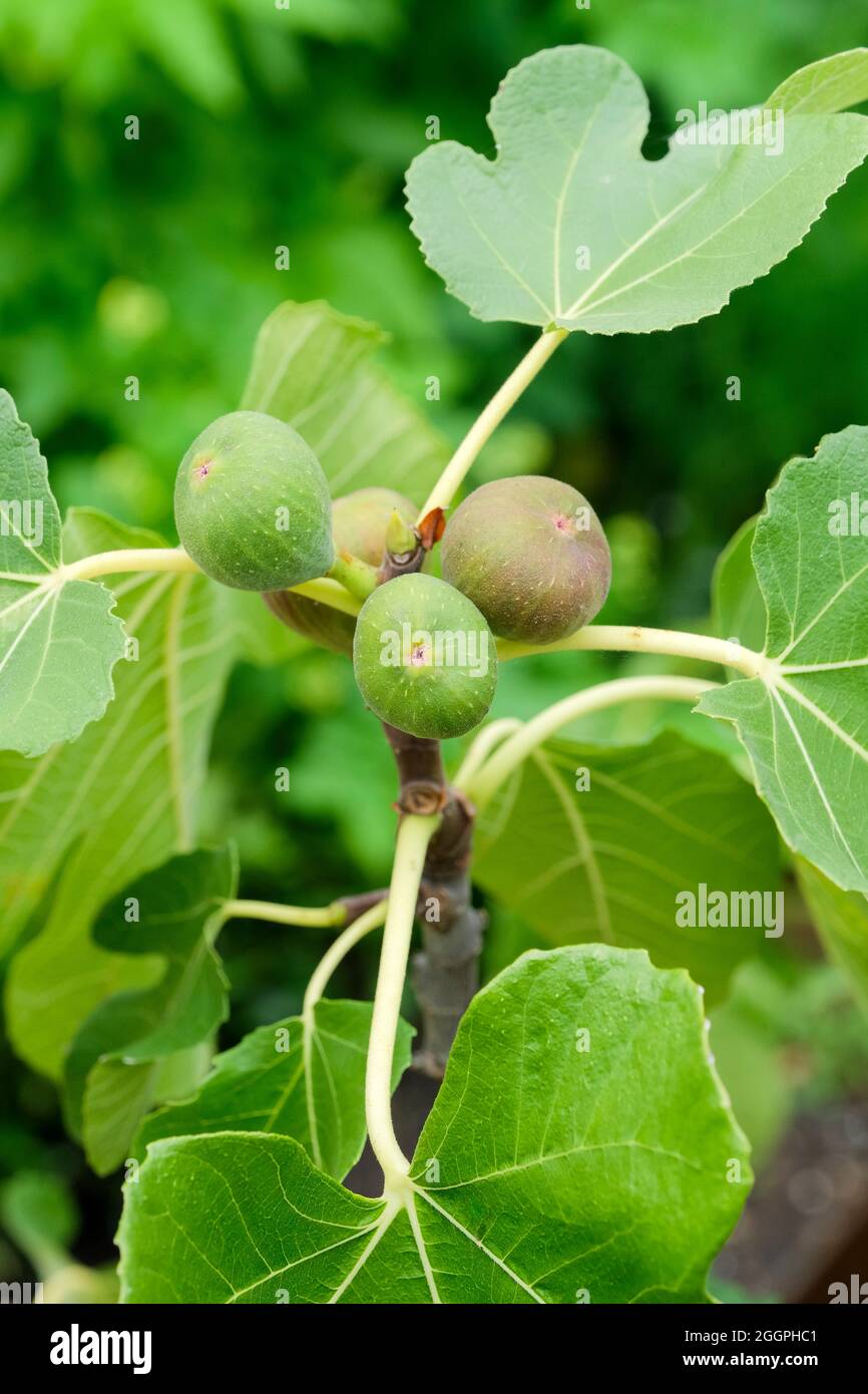 Ficus carica 'Reculver' mûrissement du fruit sur l'arbre. Fig. « Reculver » Banque D'Images