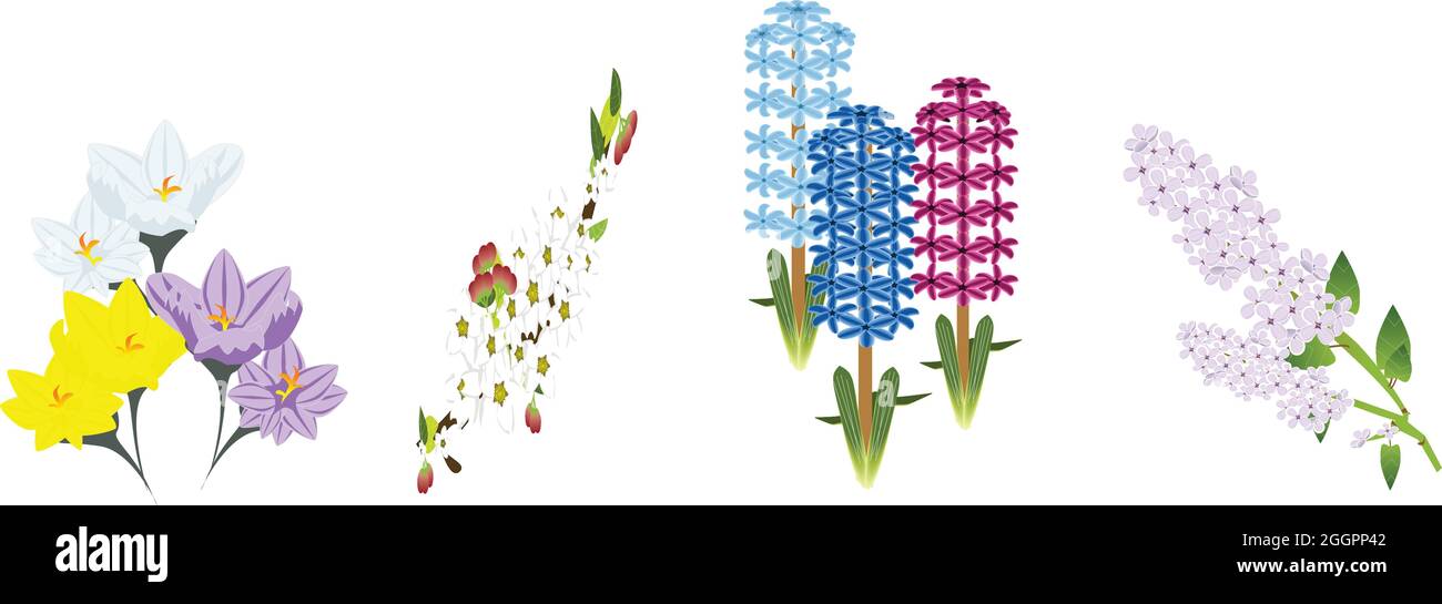 Les fleurs fleurient dans Spring-Crocus, pommier ornemental (crabe-pomme), jacinthe, lilas Illustration de Vecteur