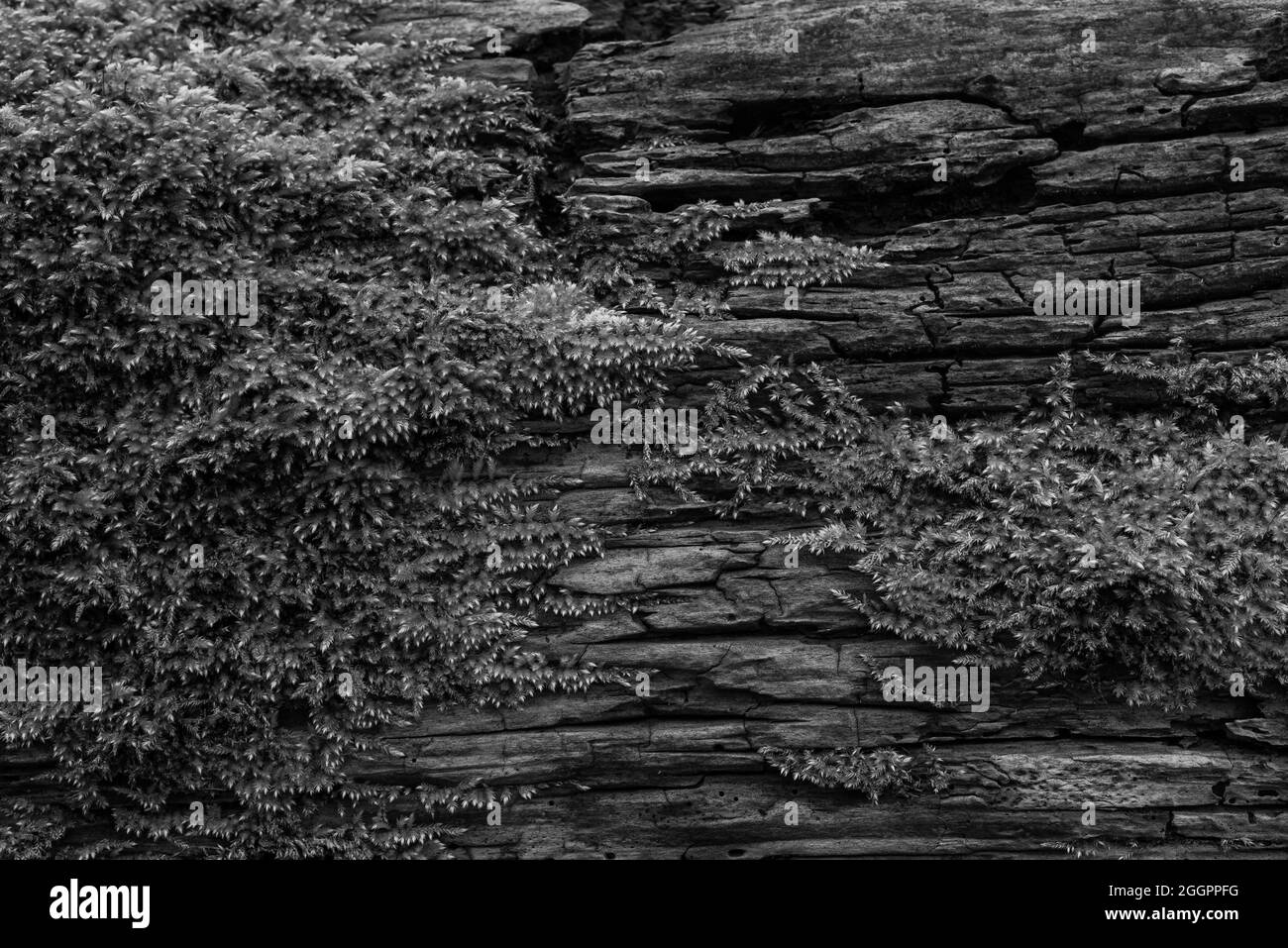 Mousse qui pousse sur le bois mort, mousse sur le bois mort, photo noir et blanc Banque D'Images