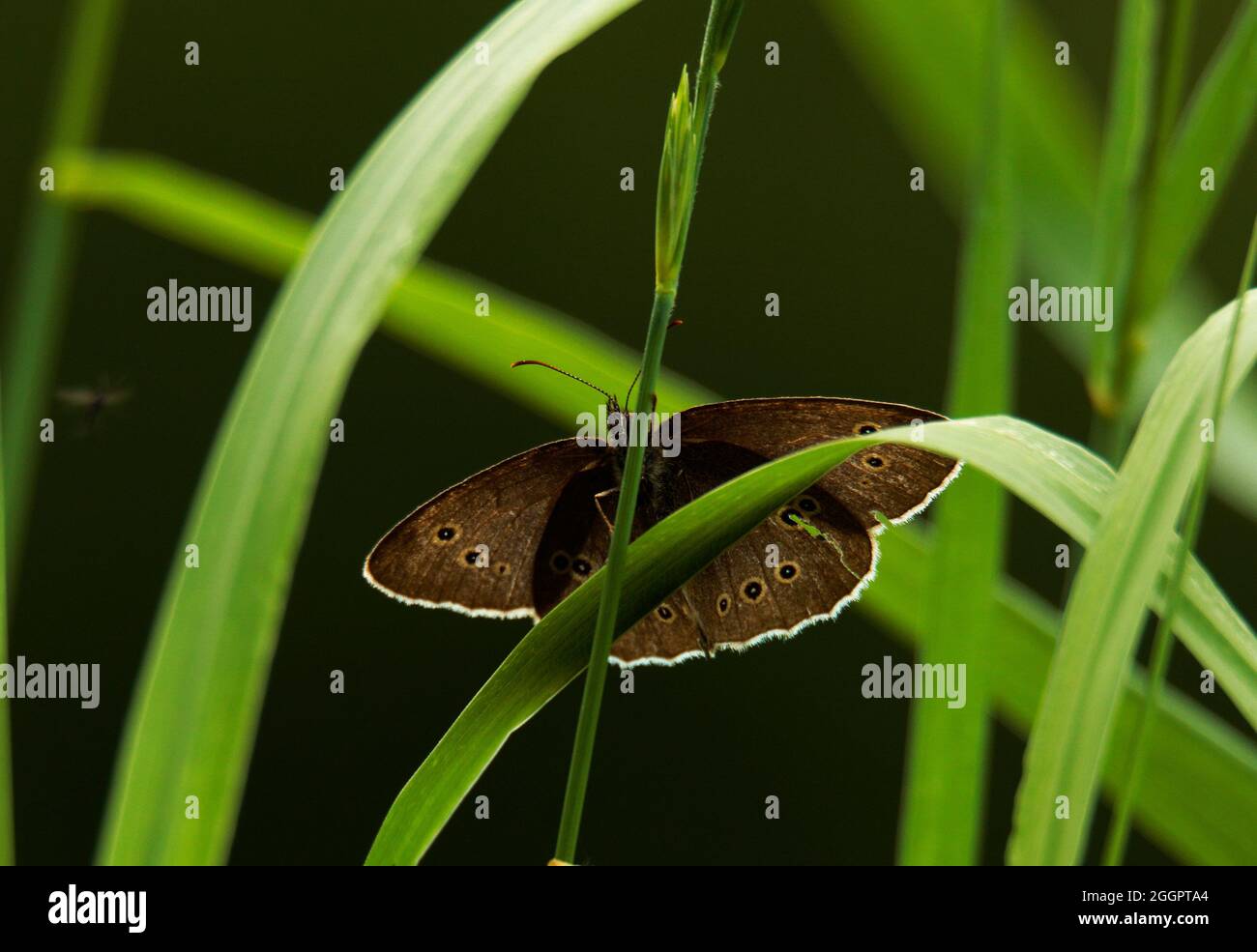 Ringlet Butterfly Banque D'Images