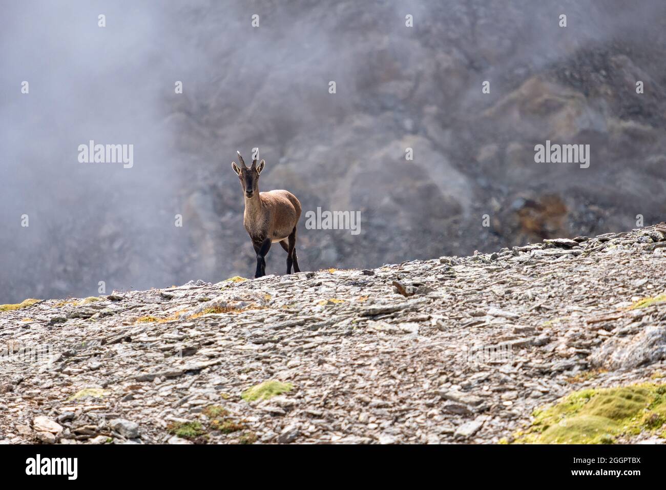 Chamois En Montagne Photo Stock Alamy