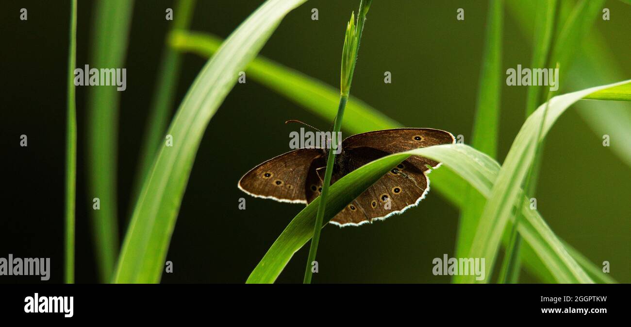 Ringlet Butterfly Banque D'Images