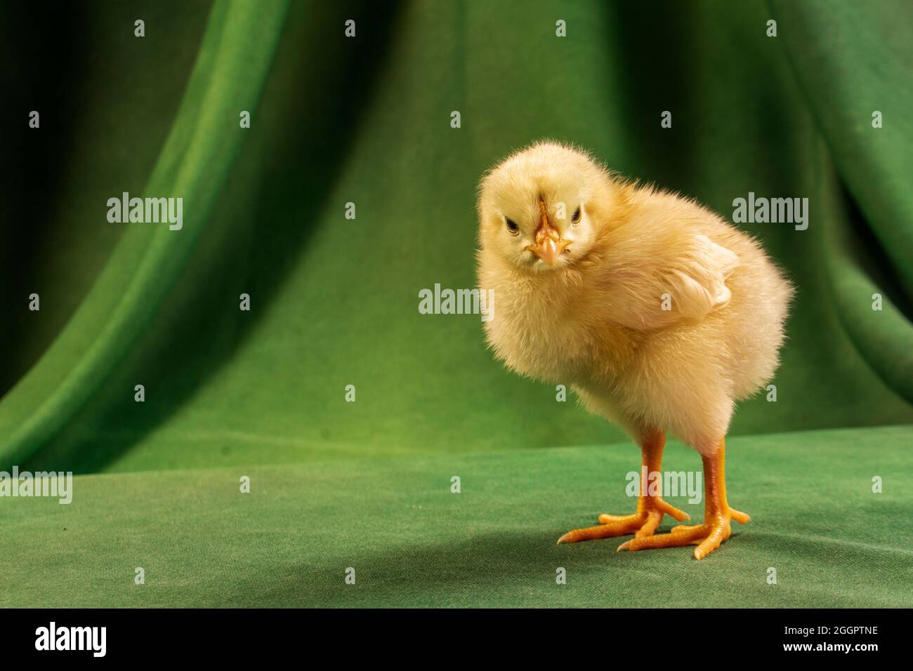 Mignons poussins sur fond vert foncé Banque D'Images