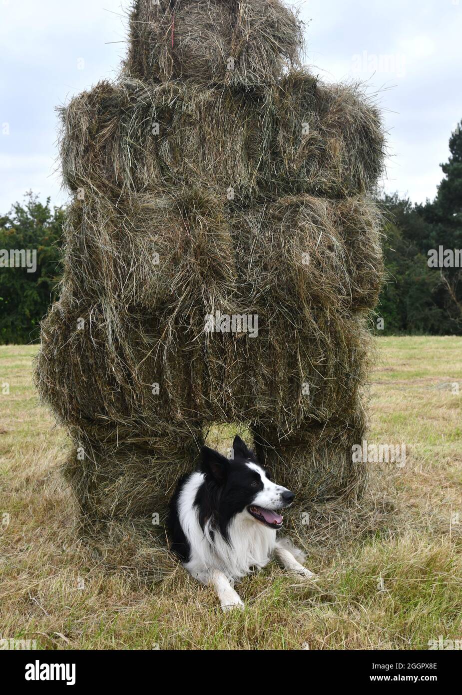Border Collie brebis chien jouant entre les balles de foin sur la ferme Shropshire. Angleterre Grande-Bretagne Royaume-Uni Banque D'Images
