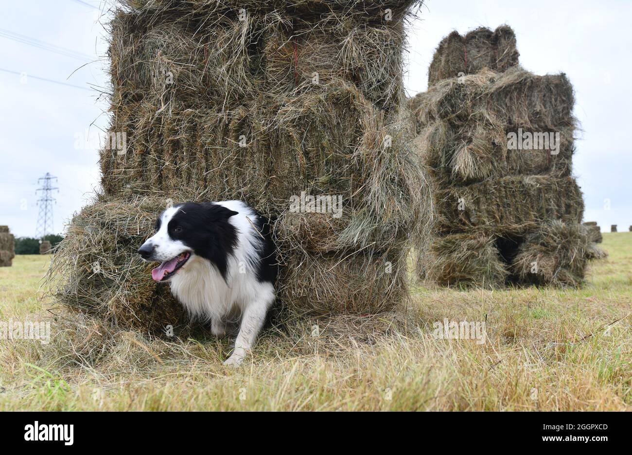 Border Collie brebis chien jouant entre les balles de foin sur la ferme Shropshire. Angleterre Grande-Bretagne Royaume-Uni Banque D'Images