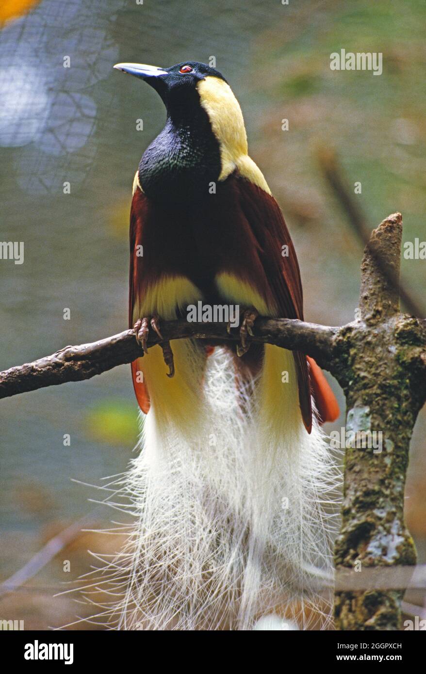 Papouasie-Nouvelle-Guinée. La faune. Grand oiseau de paradis en captivité. Banque D'Images