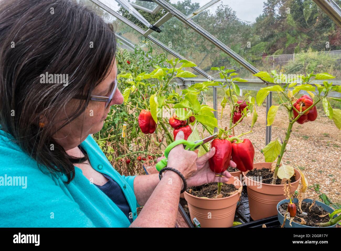 Une femme cueille des poivrons Bendigo F1, Capsicum annuum, qui poussent dans une serre. Banque D'Images