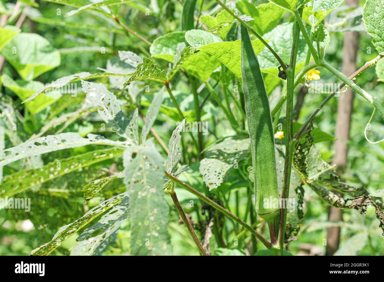 Doigts de la Dame fraîche, Bhindi, Okra, Abelmoschus, esculentus, ochro, légume géant aux fleurs qui poussent dans la ferme. Selective Focus, Inde, Mumbai, Ma Banque D'Images