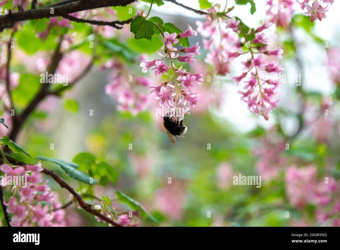 Cliché sélectif d'une abeille sur une fleur de séquoias de l'est accrochée à une branche d'un arbre Banque D'Images