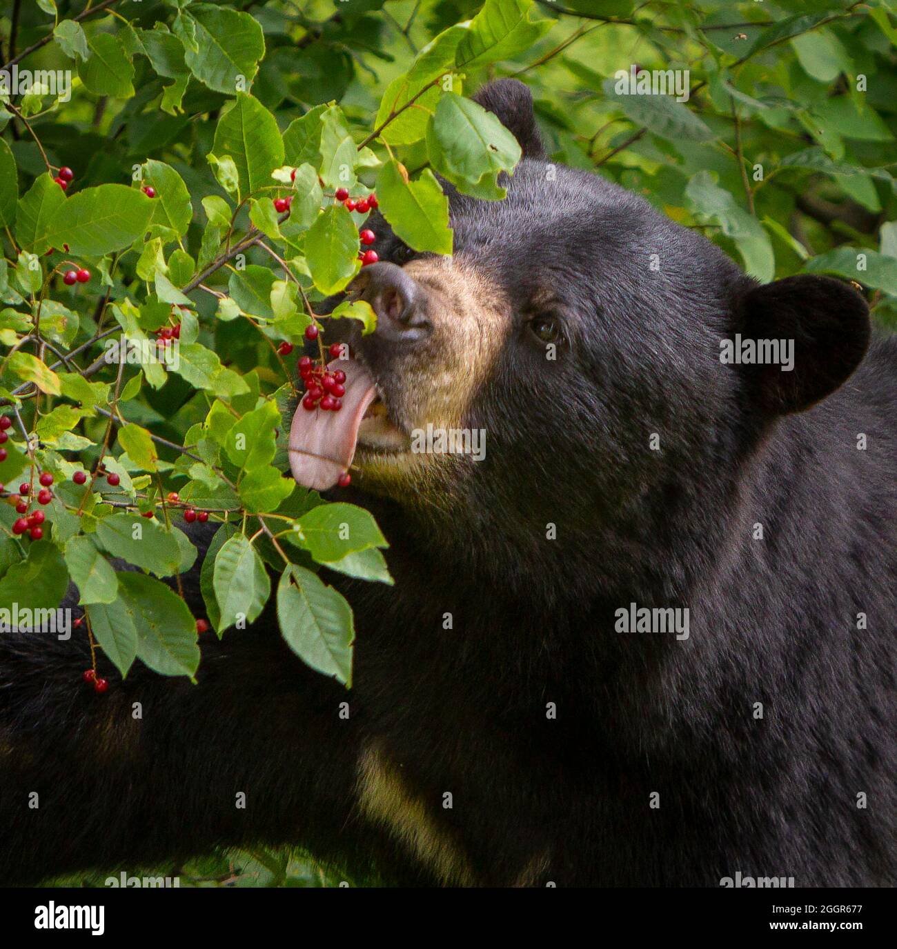 WARREN, VERMONT, États-Unis - l'ours noir américain se nourrissant de chois. Ursus americanus Banque D'Images