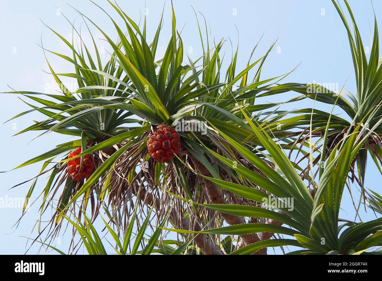 pandan, paume à vis, PIN à vis, Schraubenbäume, Pandanus,Csavarpálma, Indonésie, Asie Banque D'Images