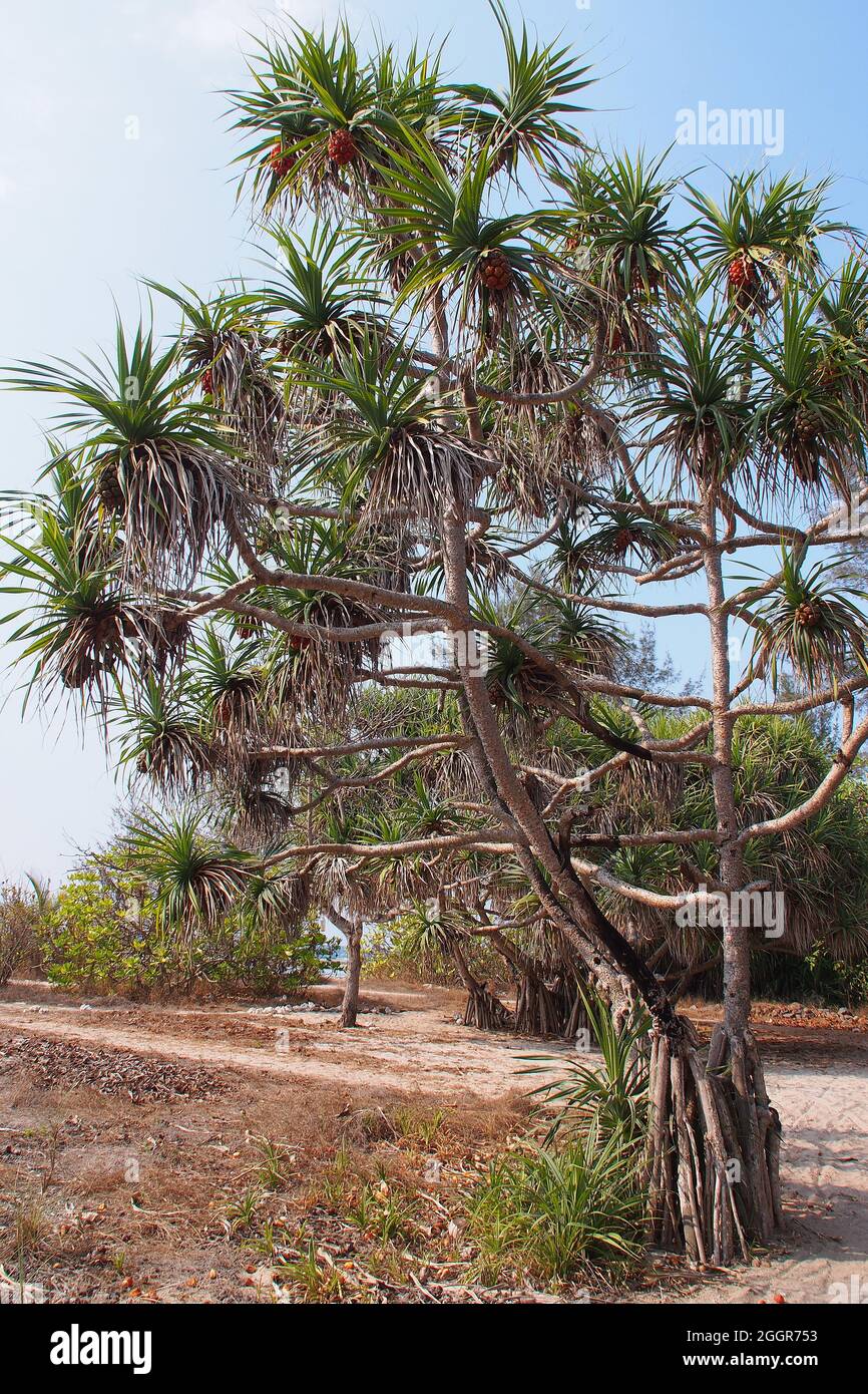pandan, paume à vis, PIN à vis, Schraubenbäume, Pandanus,Csavarpálma, Indonésie, Asie Banque D'Images
