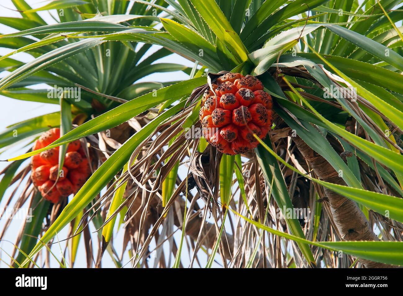 pandan, paume à vis, PIN à vis, Schraubenbäume, Pandanus,Csavarpálma, Indonésie, Asie Banque D'Images