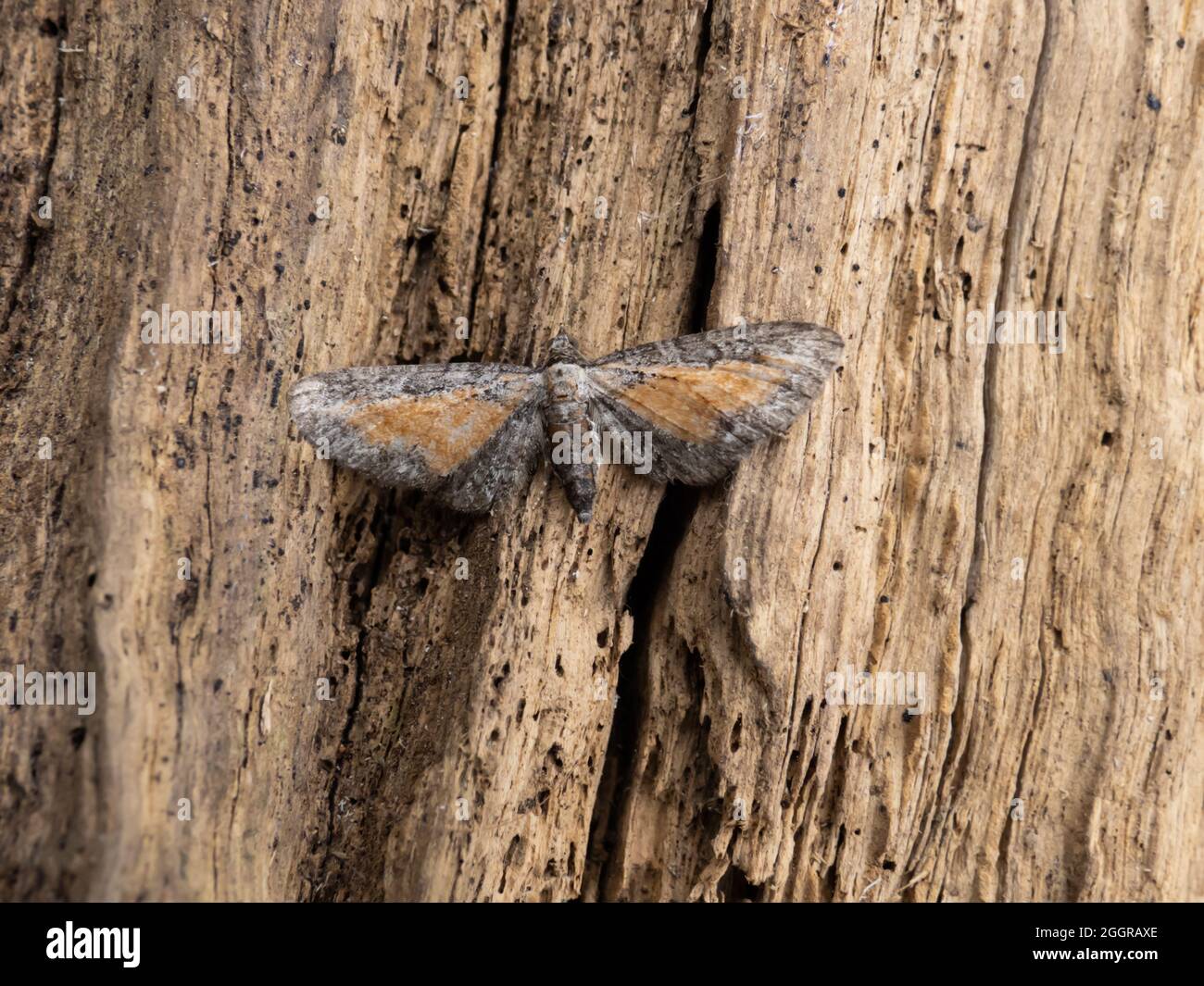 Un pug tawny tawled, Eupithia icterata, perché sur une bûche. Banque D'Images