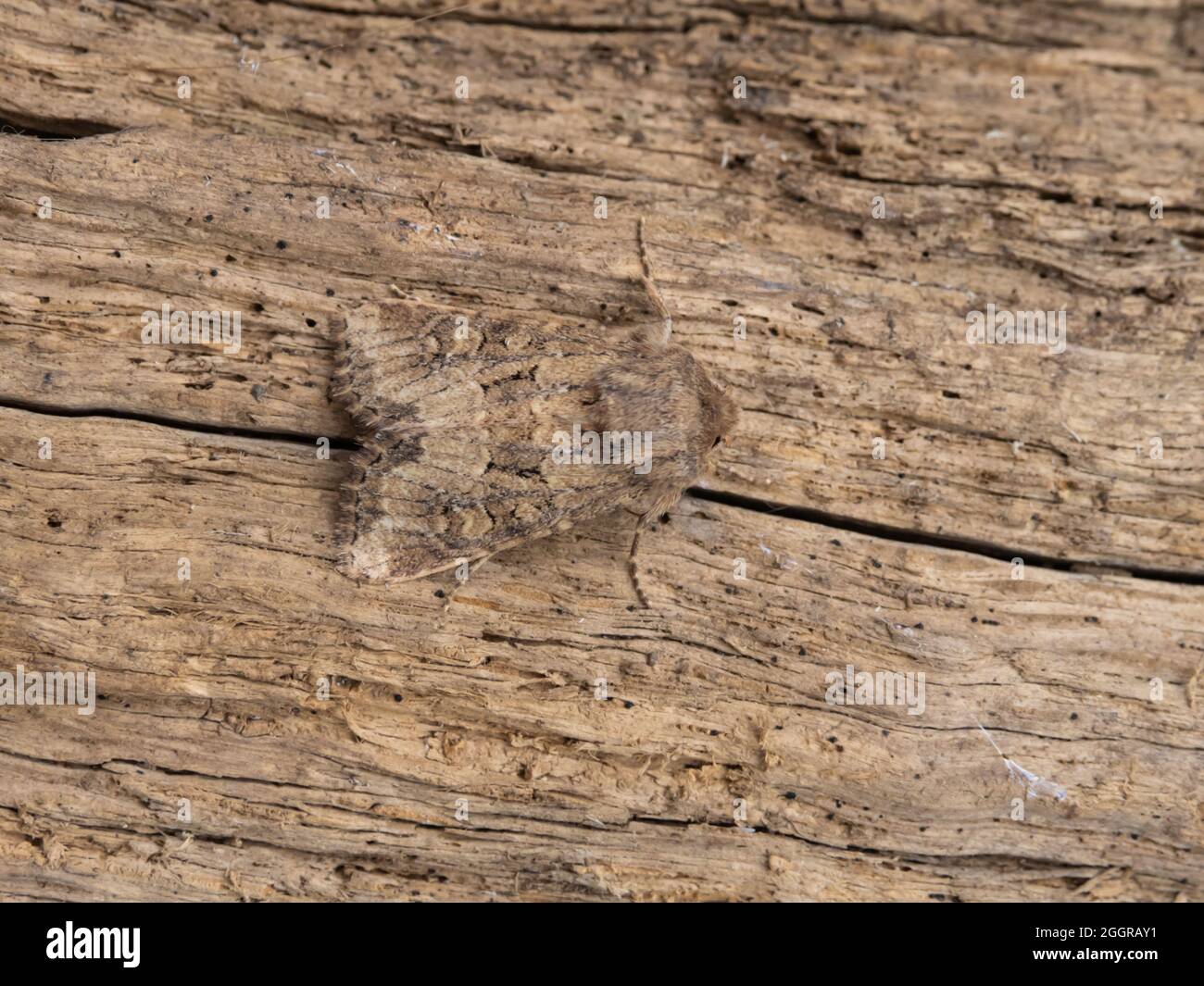 Luperina testacea, la Moth rustique à rebondir, perchée sur une bûche. Banque D'Images