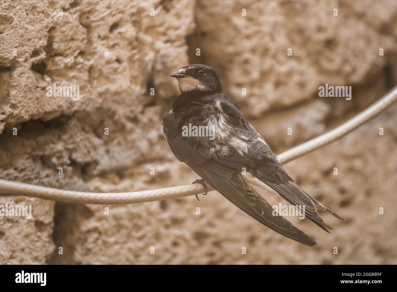 Hirondelle oiseau s'assoit sur un fil contre le fond d'une coquille de brique, animaux et faune, gros plan. Banque D'Images