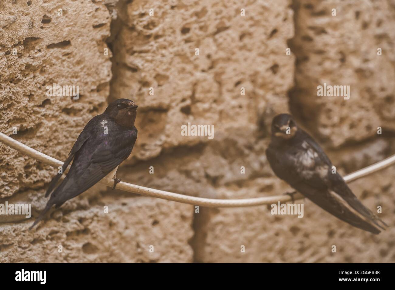 Les oiseaux des hirondelles sont assis sur un fil contre le fond d'une coquille de brique, les animaux et la faune, en gros plan. Banque D'Images