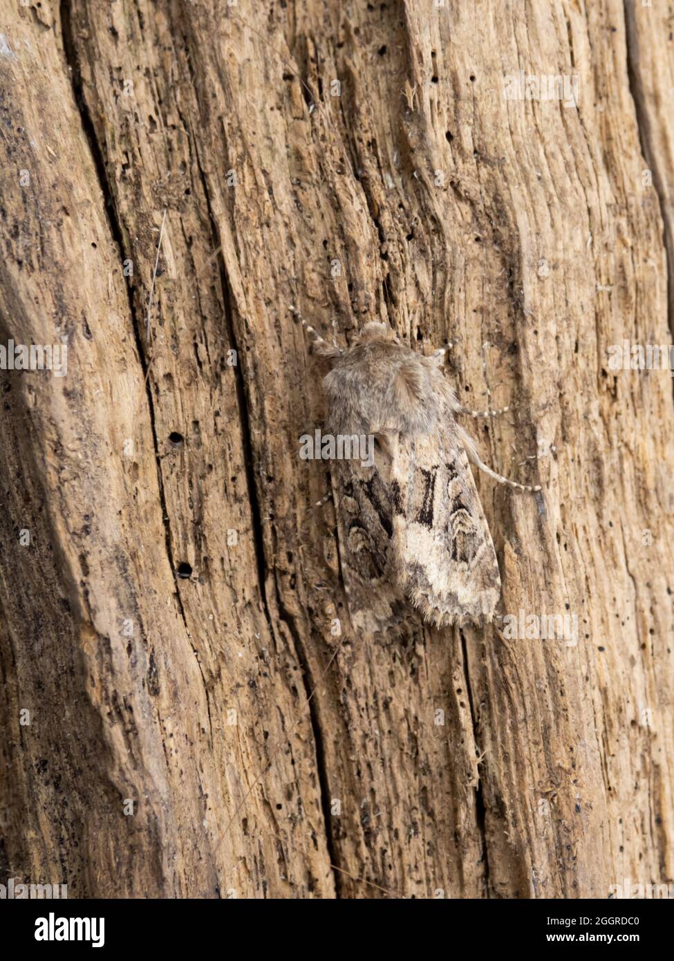 Luperina testacea, la Moth rustique à rebondir, perchée sur une bûche. Banque D'Images