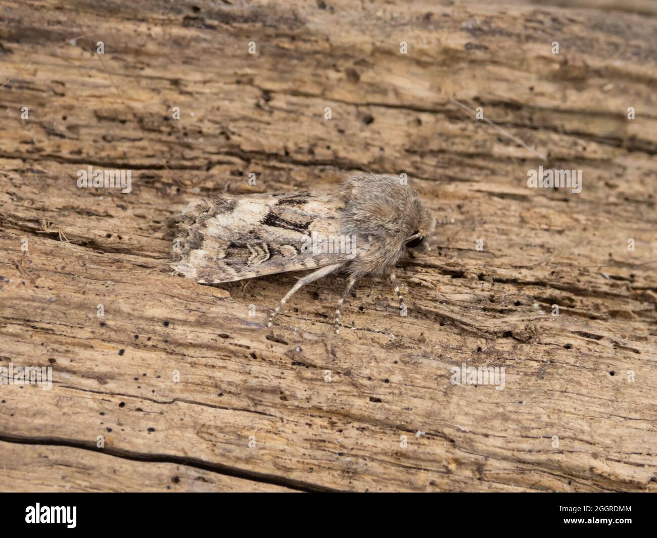 Luperina testacea, la Moth rustique à rebondir, perchée sur une bûche. Banque D'Images