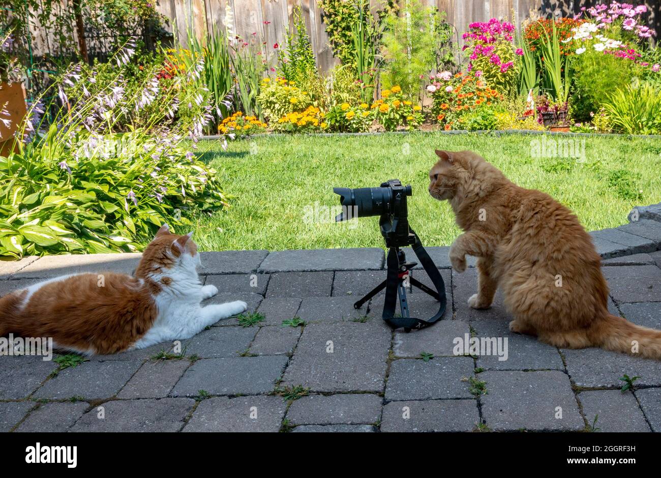 Plaisanterie, les chats avec un appareil photo dans l'arrière-cour ont une séance de photo et de prendre des photos les uns des autres Banque D'Images