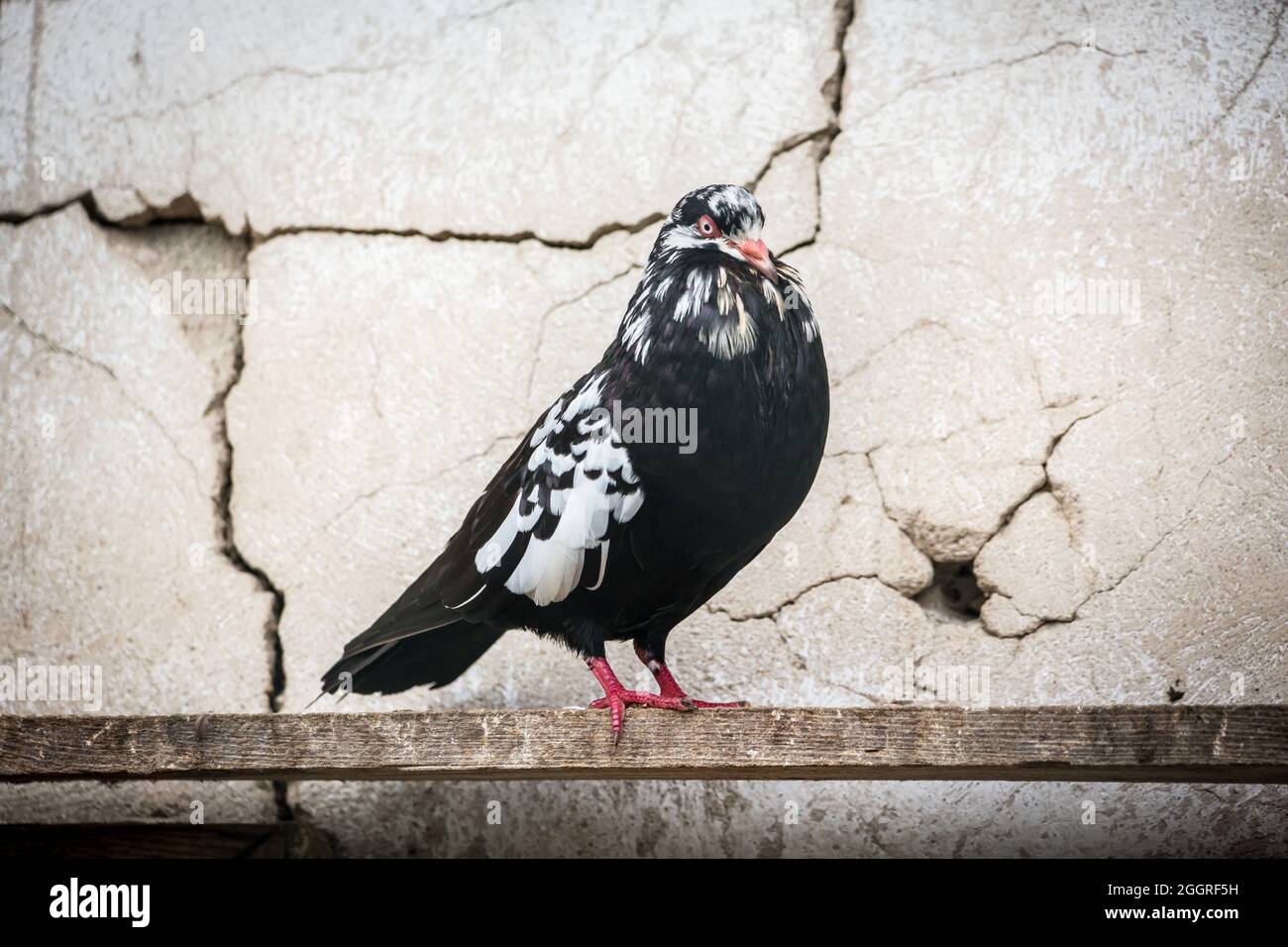 Waldviertel Cropper Pigeon (Waldviertler Kröpfer, Boulant de Waldviertel, Gozzuto à Waldviertel), un pigeon d'Autriche Banque D'Images Waldviertel Cropper Pigeon (Waldviertler Kröpfer, Boulant de Waldviertel, Gozzuto à Waldviertel), un pigeon d'Autriche Banque D'Images