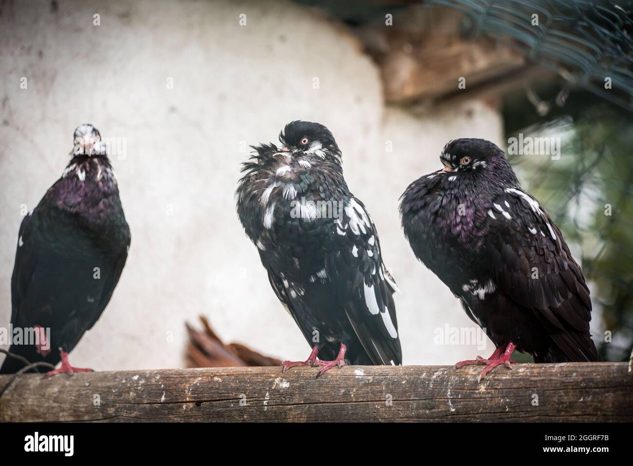 Waldviertel Cropper Pigeon (Waldviertler Kröpfer, Boulant de Waldviertel, Gozzuto à Waldviertel), un pigeon d'Autriche Banque D'Images Waldviertel Cropper Pigeon (Waldviertler Kröpfer, Boulant de Waldviertel, Gozzuto à Waldviertel), un pigeon d'Autriche Banque D'Images