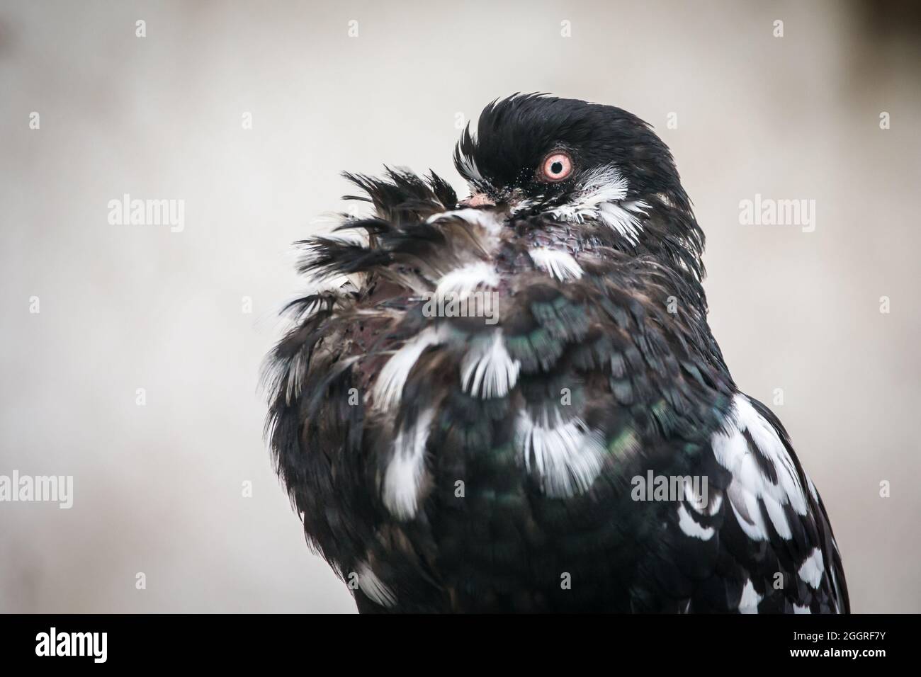 Waldviertel Cropper Pigeon (Waldviertler Kröpfer, Boulant de Waldviertel, Gozzuto à Waldviertel), un pigeon d'Autriche Banque D'Images Waldviertel Cropper Pigeon (Waldviertler Kröpfer, Boulant de Waldviertel, Gozzuto à Waldviertel), un pigeon d'Autriche Banque D'Images