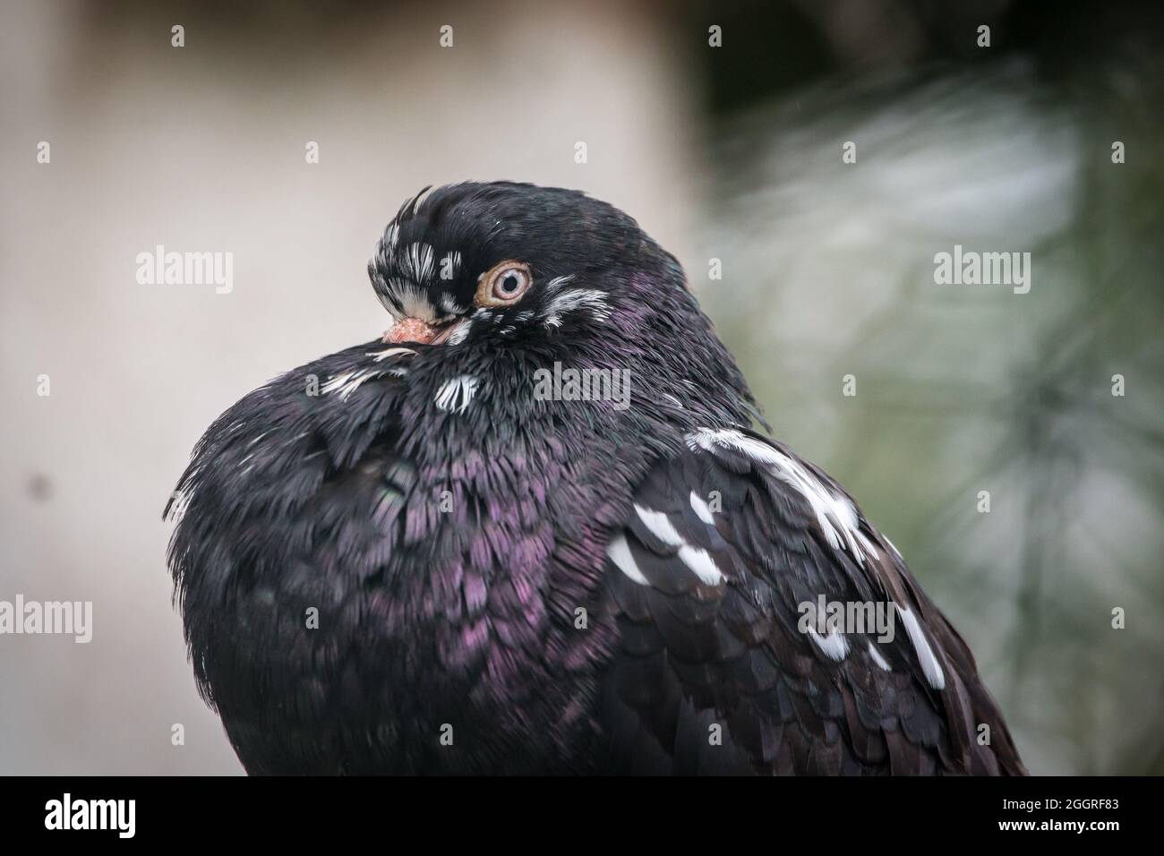 Waldviertel Cropper Pigeon (Waldviertler Kröpfer, Boulant de Waldviertel, Gozzuto à Waldviertel), un pigeon d'Autriche Banque D'Images Waldviertel Cropper Pigeon (Waldviertler Kröpfer, Boulant de Waldviertel, Gozzuto à Waldviertel), un pigeon d'Autriche Banque D'Images