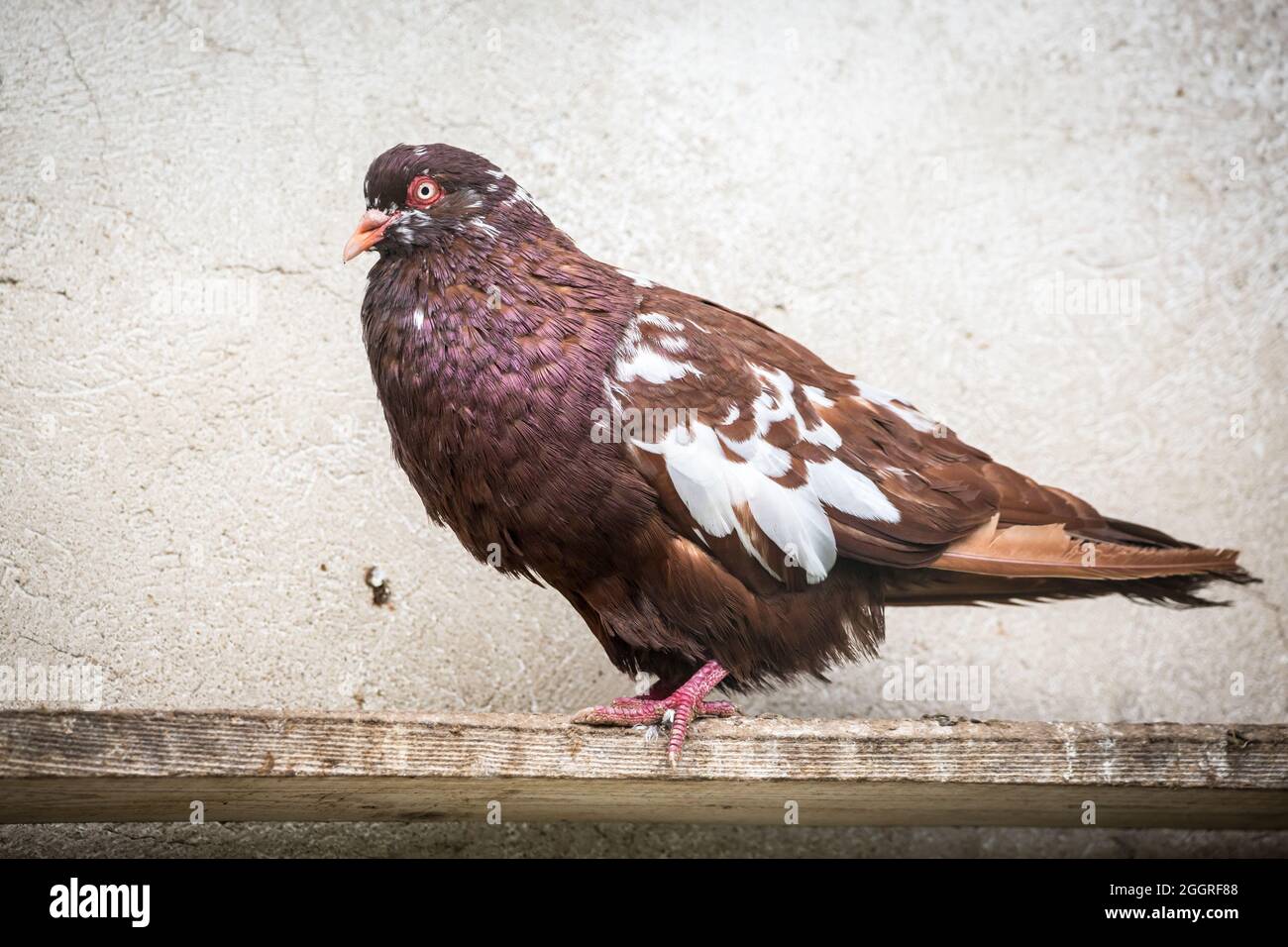 Waldviertel Cropper Pigeon (Waldviertler Kröpfer, Boulant de Waldviertel, Gozzuto à Waldviertel), un pigeon d'Autriche Banque D'Images Waldviertel Cropper Pigeon (Waldviertler Kröpfer, Boulant de Waldviertel, Gozzuto à Waldviertel), un pigeon d'Autriche Banque D'Images