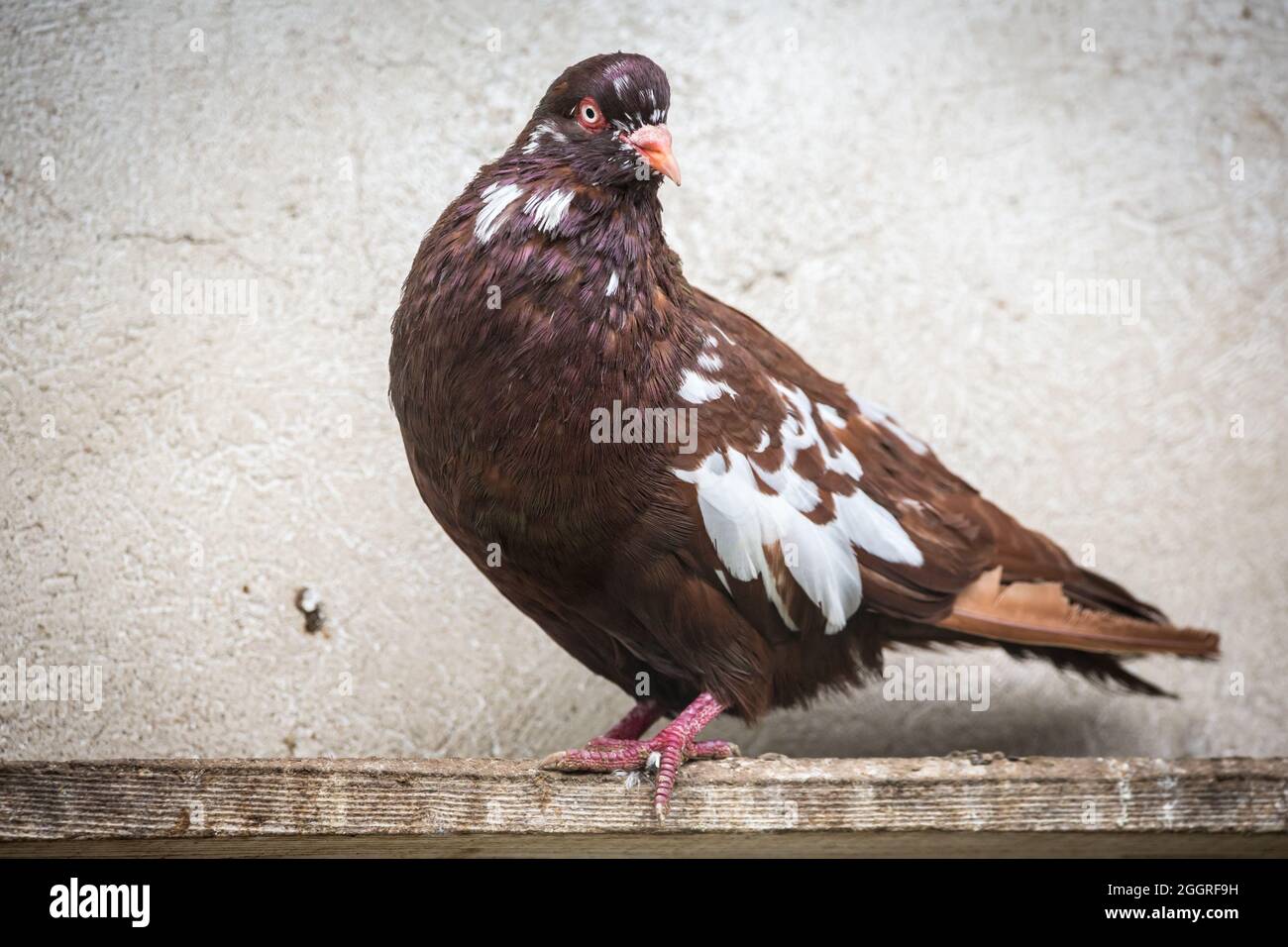 Waldviertel Cropper Pigeon (Waldviertler Kröpfer, Boulant de Waldviertel, Gozzuto à Waldviertel), un pigeon d'Autriche Banque D'Images Waldviertel Cropper Pigeon (Waldviertler Kröpfer, Boulant de Waldviertel, Gozzuto à Waldviertel), un pigeon d'Autriche Banque D'Images