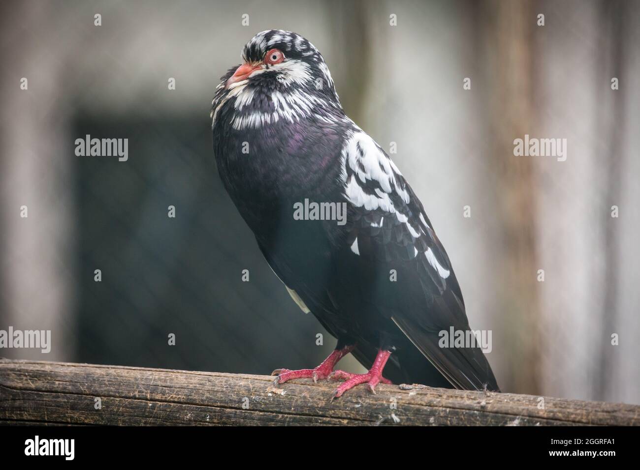 Waldviertel Cropper Pigeon (Waldviertler Kröpfer, Boulant de Waldviertel, Gozzuto à Waldviertel), un pigeon d'Autriche Banque D'Images