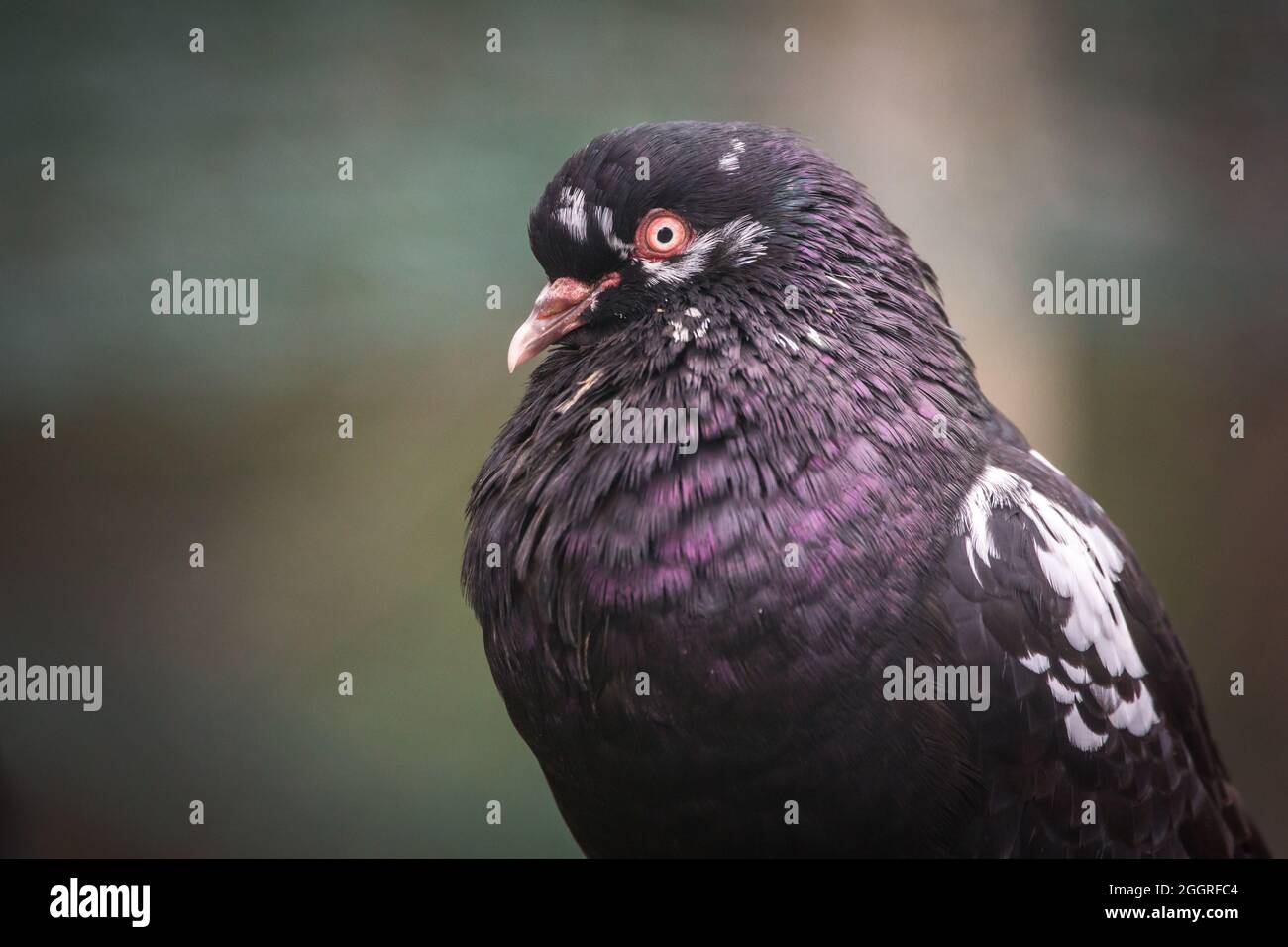 Waldviertel Cropper Pigeon (Waldviertler Kröpfer, Boulant de Waldviertel, Gozzuto à Waldviertel), un pigeon d'Autriche Banque D'Images Waldviertel Cropper Pigeon (Waldviertler Kröpfer, Boulant de Waldviertel, Gozzuto à Waldviertel), un pigeon d'Autriche Banque D'Images