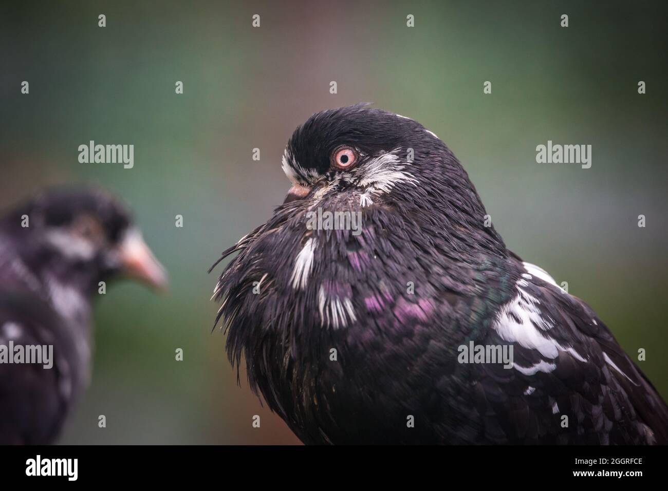Waldviertel Cropper Pigeon (Waldviertler Kröpfer, Boulant de Waldviertel, Gozzuto à Waldviertel), un pigeon d'Autriche Banque D'Images Waldviertel Cropper Pigeon (Waldviertler Kröpfer, Boulant de Waldviertel, Gozzuto à Waldviertel), un pigeon d'Autriche Banque D'Images