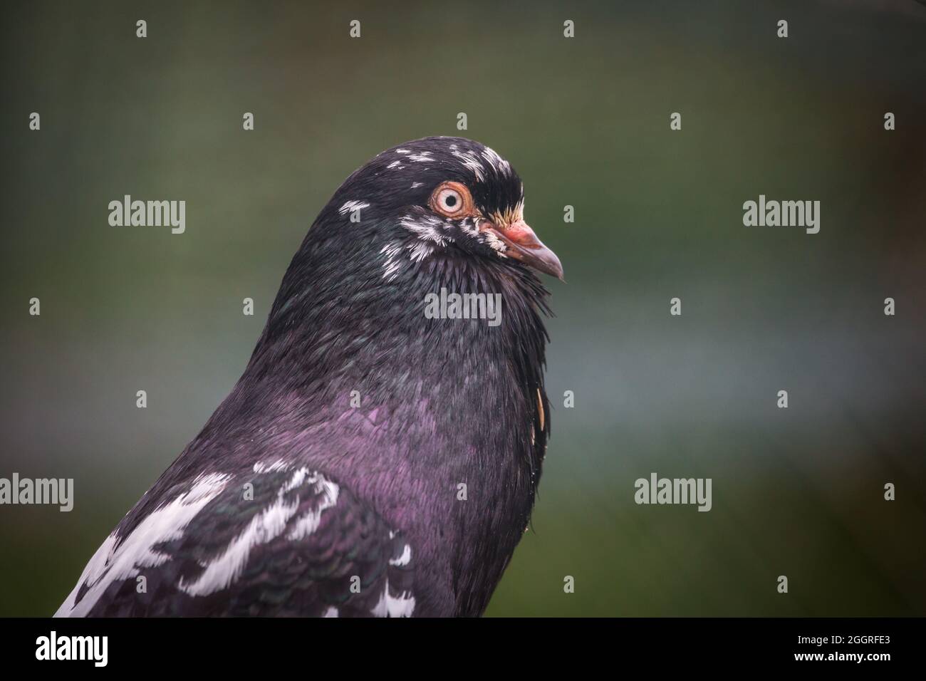 Waldviertel Cropper Pigeon (Waldviertler Kröpfer, Boulant de Waldviertel, Gozzuto à Waldviertel), un pigeon d'Autriche Banque D'Images Waldviertel Cropper Pigeon (Waldviertler Kröpfer, Boulant de Waldviertel, Gozzuto à Waldviertel), un pigeon d'Autriche Banque D'Images