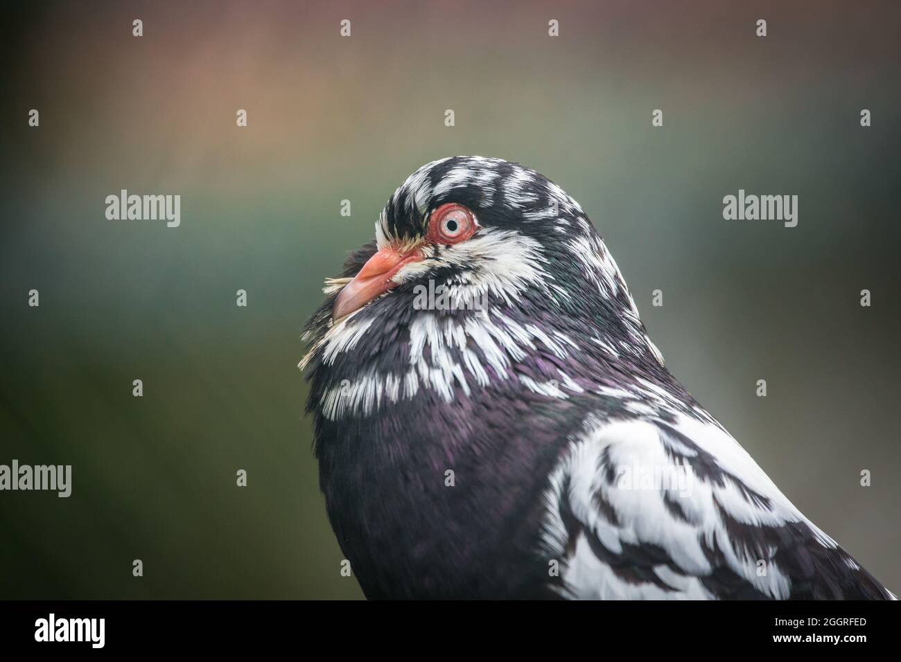 Waldviertel Cropper Pigeon (Waldviertler Kröpfer, Boulant de Waldviertel, Gozzuto à Waldviertel), un pigeon d'Autriche Banque D'Images Waldviertel Cropper Pigeon (Waldviertler Kröpfer, Boulant de Waldviertel, Gozzuto à Waldviertel), un pigeon d'Autriche Banque D'Images