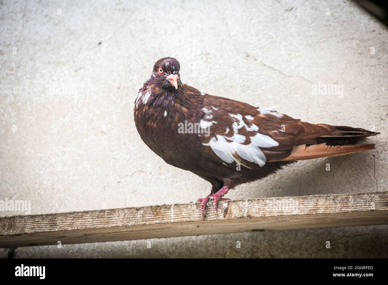 Waldviertel Cropper Pigeon (Waldviertler Kröpfer, Boulant de Waldviertel, Gozzuto à Waldviertel), un pigeon d'Autriche Banque D'Images