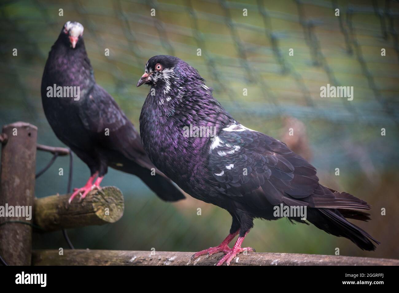 Waldviertel Cropper Pigeon (Waldviertler Kröpfer, Boulant de Waldviertel, Gozzuto à Waldviertel), un pigeon d'Autriche Banque D'Images Waldviertel Cropper Pigeon (Waldviertler Kröpfer, Boulant de Waldviertel, Gozzuto à Waldviertel), un pigeon d'Autriche Banque D'Images