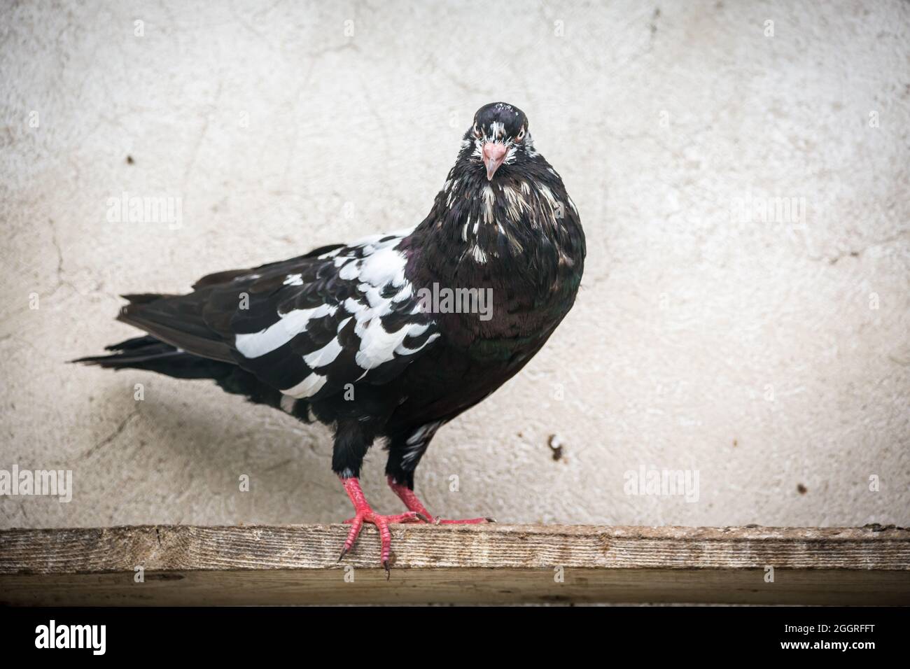 Waldviertel Cropper Pigeon (Waldviertler Kröpfer, Boulant de Waldviertel, Gozzuto à Waldviertel), un pigeon d'Autriche Banque D'Images Waldviertel Cropper Pigeon (Waldviertler Kröpfer, Boulant de Waldviertel, Gozzuto à Waldviertel), un pigeon d'Autriche Banque D'Images