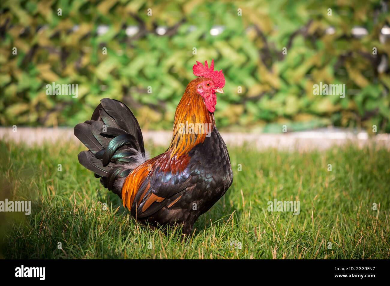 Stoapiperl, rooster Stoahendl, une ancienne race de poulet originaire d'Autriche Banque D'Images