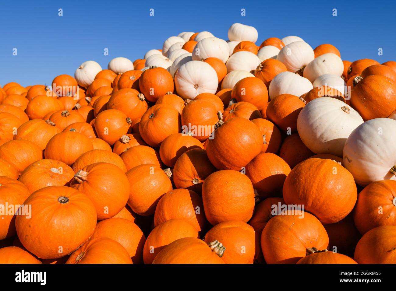 Une pile de citrouilles orange et blanches prêtes pour les fêtes sous un ciel bleu clair Banque D'Images
