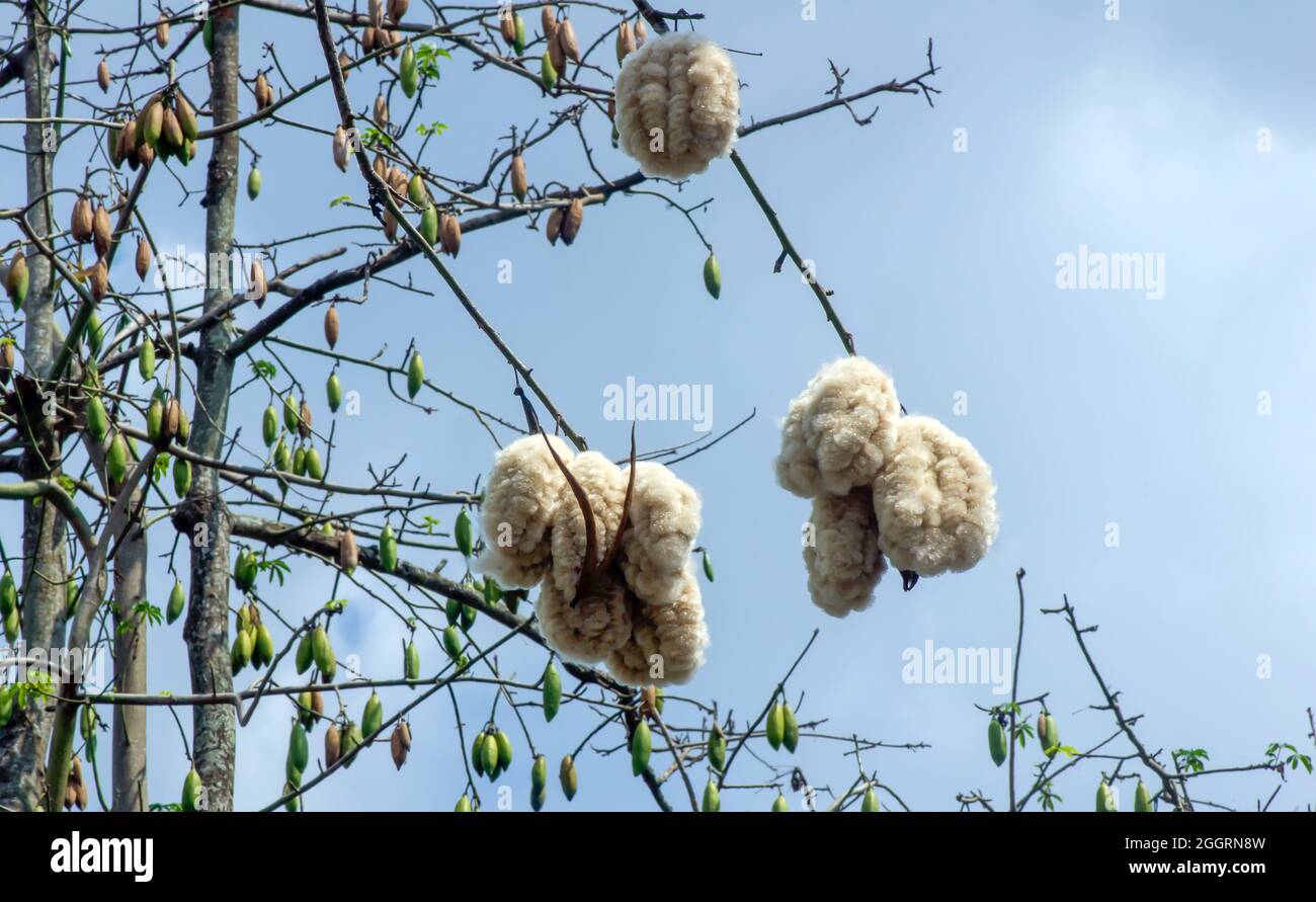 Cotonnier en soie blanche (Ceiba pentandra), Kapuk Randu (Javanais), le fruit vivace peut être utilisé pour faire des matelas et des oreillers. Banque D'Images