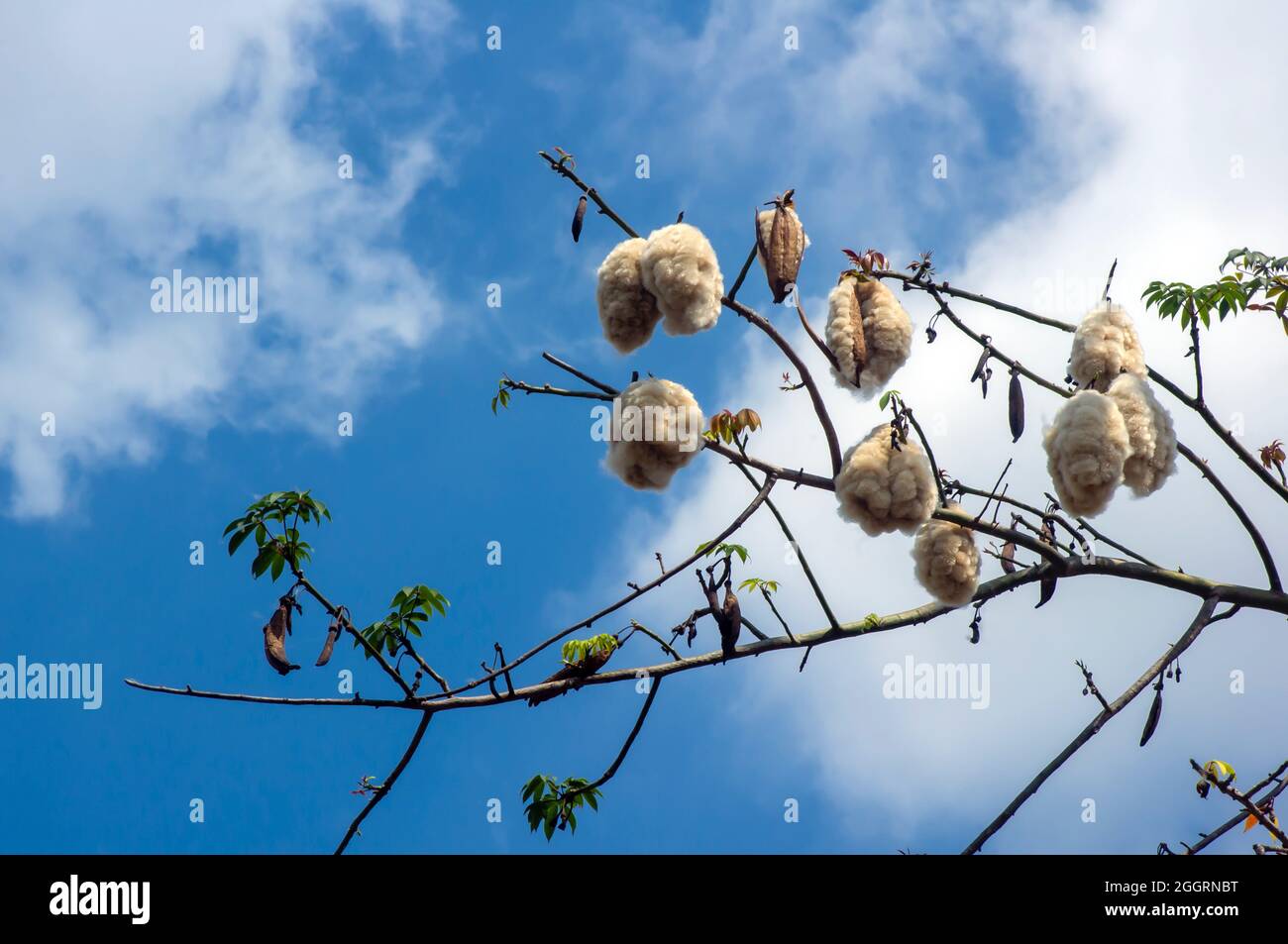 Cotonnier en soie blanche (Ceiba pentandra), Kapuk Randu (Javanais), le fruit vivace peut être utilisé pour faire des matelas et des oreillers. Banque D'Images
