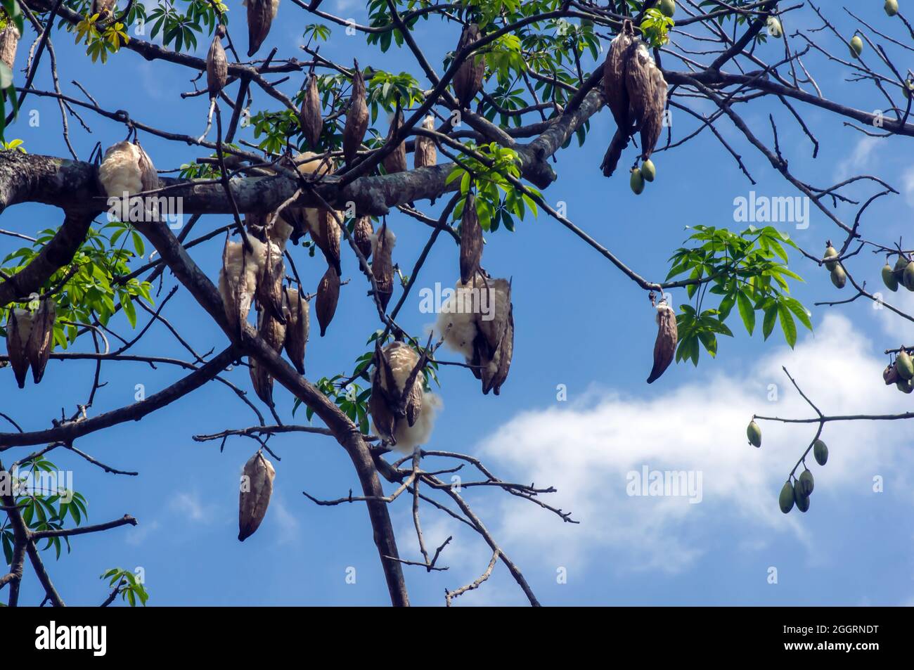Cotonnier en soie blanche (Ceiba pentandra), Kapuk Randu (Javanais), le fruit vivace peut être utilisé pour faire des matelas et des oreillers. Banque D'Images