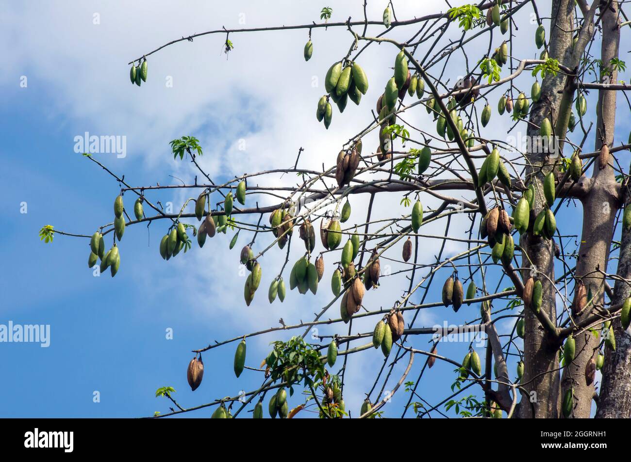 Cotonnier en soie blanche (Ceiba pentandra), Kapuk Randu (Javanais), le fruit vivace peut être utilisé pour faire des matelas et des oreillers. Banque D'Images