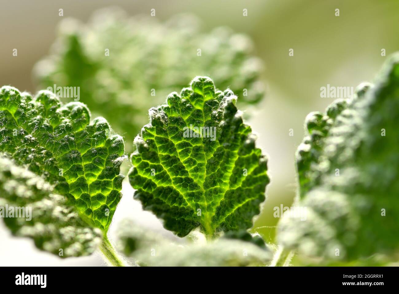 Chien de race blanche, plante médicinale avec feuilles à Backlit Banque D'Images