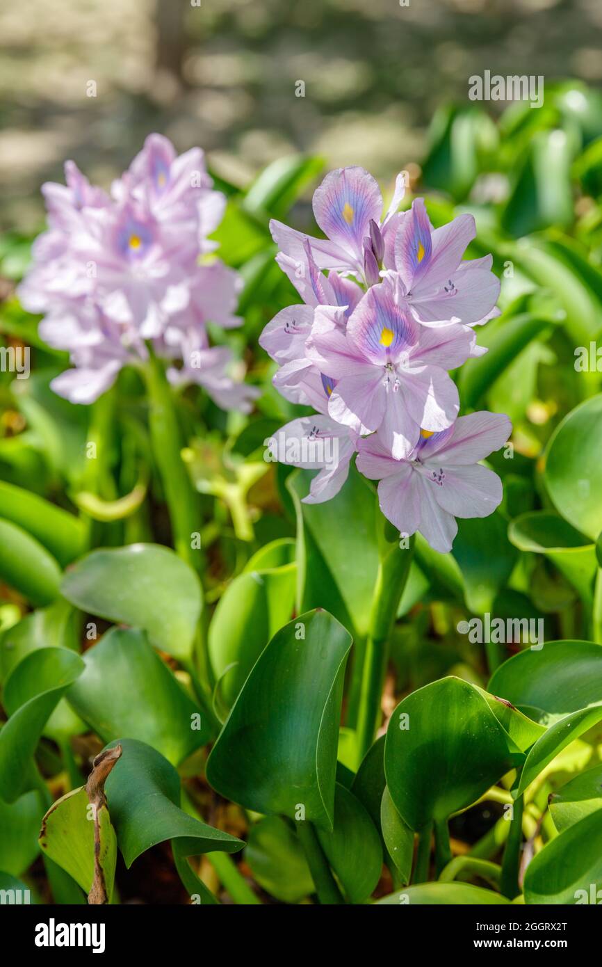 Crassipes de Pontederia en fleurs ou jacinthe d'eau commune (Eichhornia crassipes). Bali, Indonésie Banque D'Images