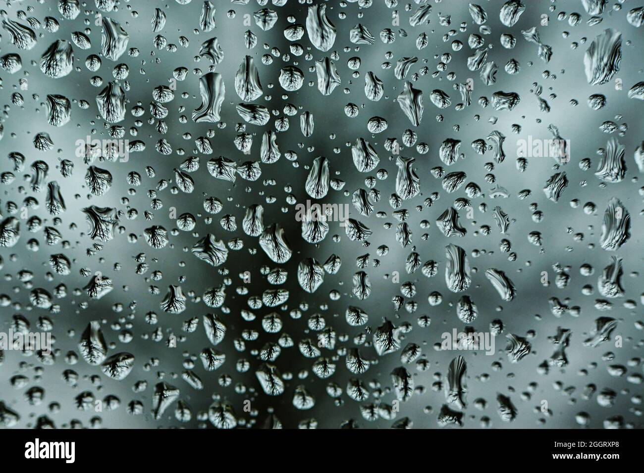 Gouttelettes d'eau avec réfraction d'un arbre Banque D'Images