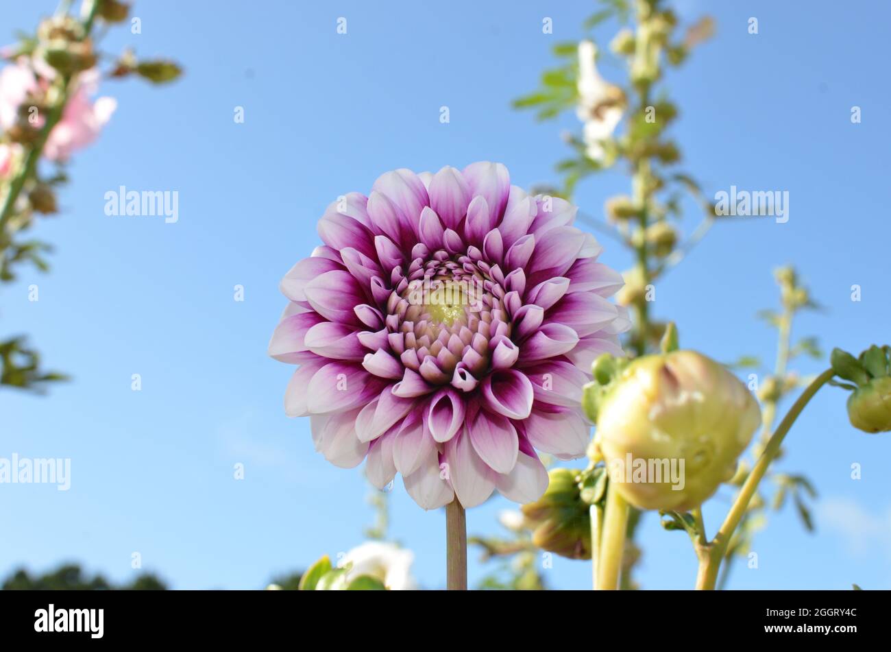 Fleur de Dahlia d'Édimbourg, violet et blanc. Banque D'Images